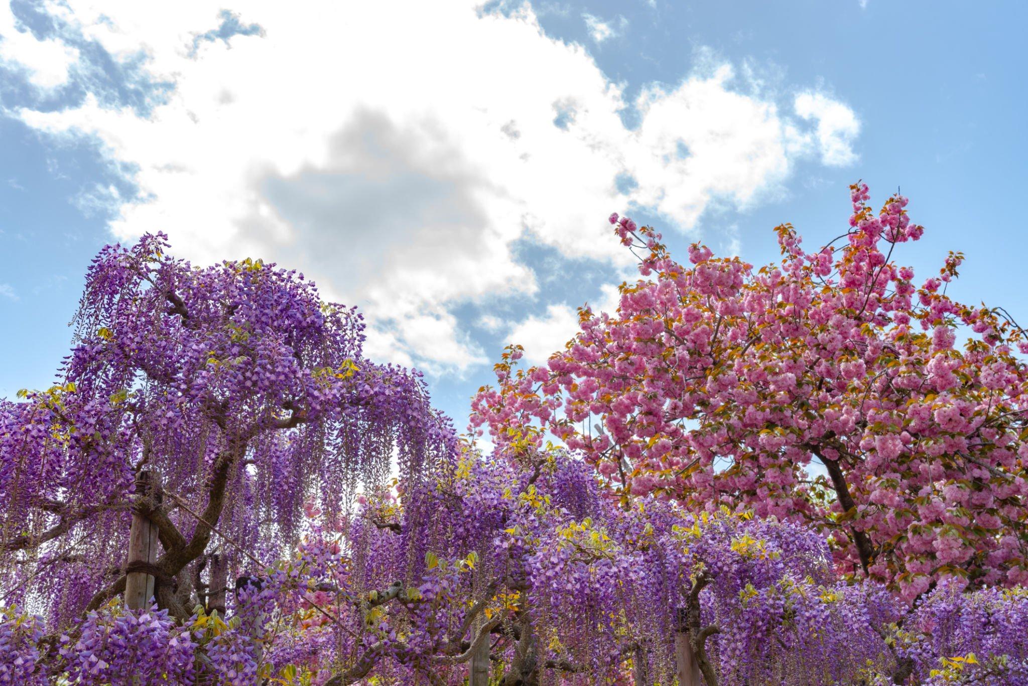 Ashikaga Flower Park from Anime Demon Slayer, Anime, Japanese Anime, Anime Demon Slayer